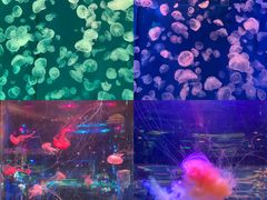 -正佳极地海洋世界
