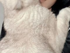 -喵zoo家庭繁育猫舍(尖东智能花园店)