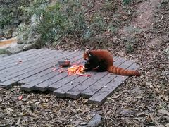 -成都大熊猫繁育研究基地