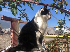 -喵屿·大理花园猫咖