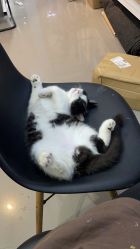 -TATTOO/手工穿孔吧/耳洞/刺青STUDIO