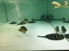 -中环花鸟鱼虫市场