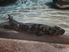 -上海海洋水族馆