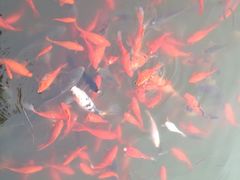 iphone_upload_pic-西安世博园