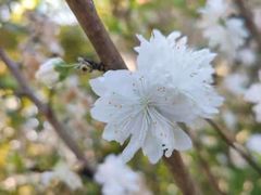 -南汇桃花村