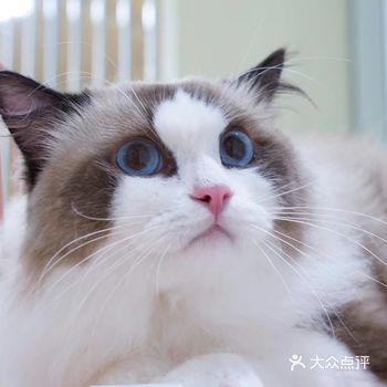 推荐一家广州宠物洗澡超好的宠物店