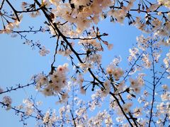 -高东镇樱花园
