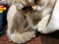 -猫小院猫主题餐厅(三里屯店)