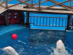-海合安成都极地海洋公园