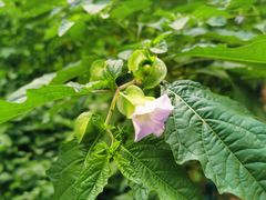 -黑龙江省森林植物园