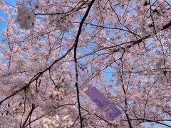 -高东镇樱花园