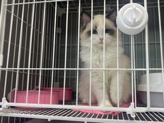 -翊宠yipet猫狗购宠庄园犬舍•猫舍