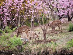 -银树楼(紫玉山庄东区店)