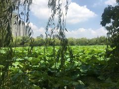 -高子水居