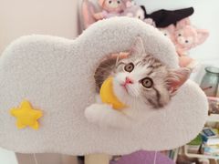 -欣宠猫屋·矮脚拿破仑·蓝金金渐层