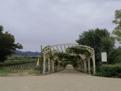 -北京张裕爱斐堡酒庄