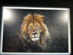 -罗红摄影艺术馆