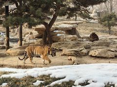 -北京野生动物园