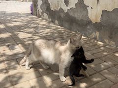 -庞各庄翠芳园西瓜蔬菜基地采摘园