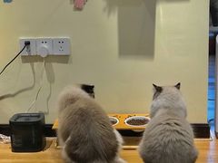 -滚猫咖啡·猫咖·猫友好撸猫(未来城店)