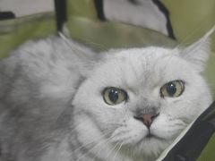 -瑞派天宁宠物医院·猫科·异宠中心