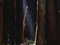 -武陵山森林公园