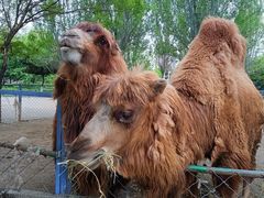 -长白岛森林公园