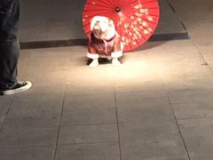 -超宠爱宠物摄影-Super pet
