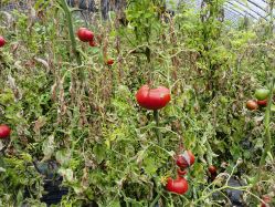 -蓝呗呗蓝莓草莓采摘园(通州区马驹桥店)