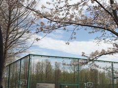 -顾村公园