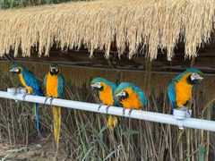 -西霞口神雕山野生动物世界