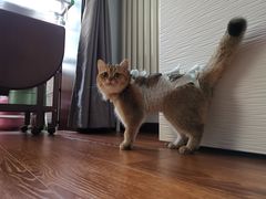 -美联众合动物医院·24h京西诊疗中心
