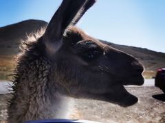 -新疆天山野生动物园