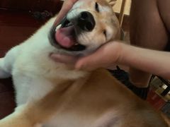 -喜柴咖啡·柴犬狗咖