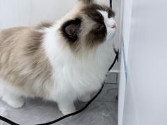-爱洗澡的猫(天河路店)