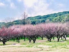 -苏州上方山国家森林公园
