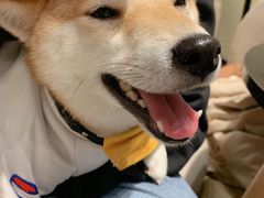 -逗柴咖啡屋·狗咖猫咖宠物桌游