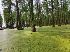 -渌洋湖湿地公园