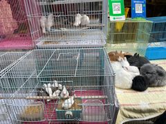 -苏州市皮市街花鸟工艺品市场