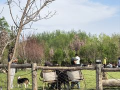 -爪吧宠物乐园 (温榆河示范区店)