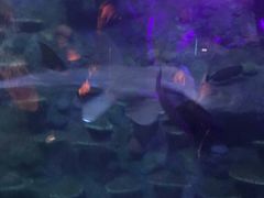 -悉尼海洋生物水族馆