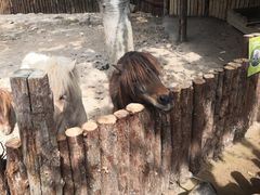 -泉州海丝野生动物世界