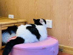 -MOCHA明星猫咖(田子坊店)