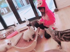 -momokira米努特·德文卷毛猫·棉花面纱犬