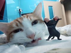 -爱诺耐芙动物医院(万博店)