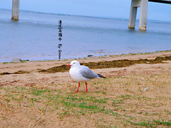 -企鹅岛