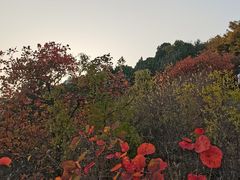 -北京西山国家森林公园