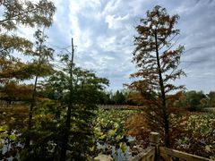 -溱湖国家湿地公园