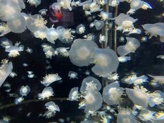 -太平洋海底世界