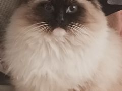 -派特宠物医院(圆融广场店)